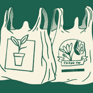 Olive Oil